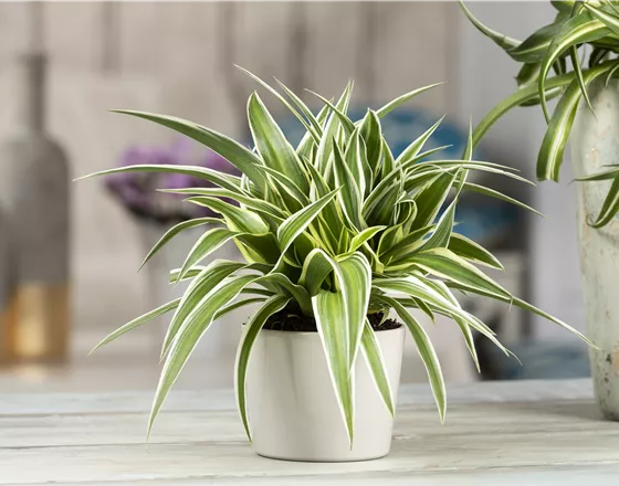 DIE GRüNLILIE - DAS GENIE UNTER DEN ZIMMERPFLANZEN