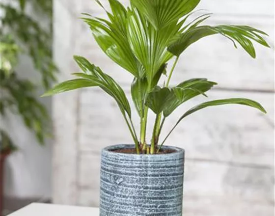 PALMEN FüR DIE WOHNUNG