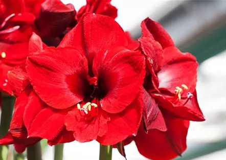 Amaryllis