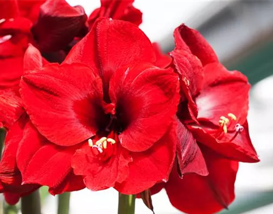 AMARYLLIS