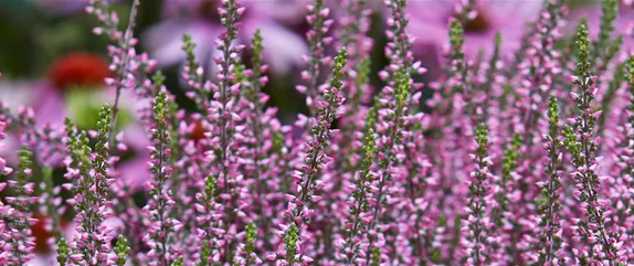 EIN KUNTERBUNTER HERBST! EIN KUNTERBUNTER HERBST!
