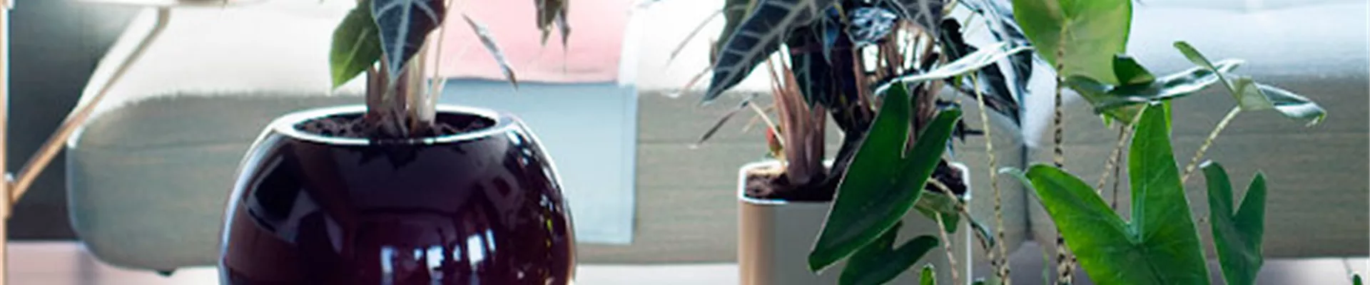 IN DIE TöPFE, FERTIG, LOS!