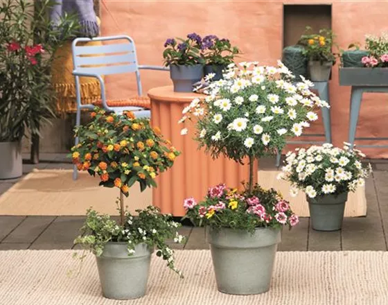 SOMMERLICHE BLÜTENPRACHT!