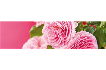 LIEBE LIEGT IN DER LUFT