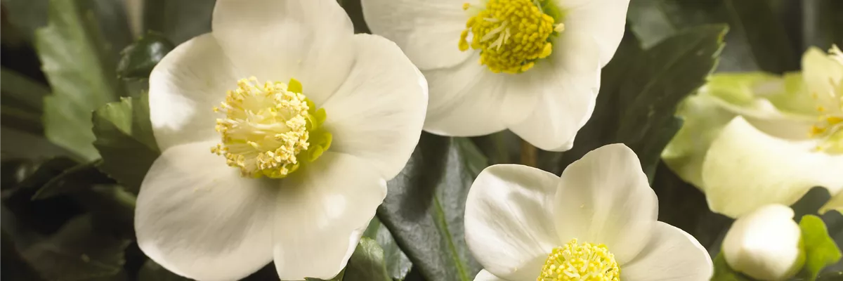 SCHöNE CHRISTROSEN!