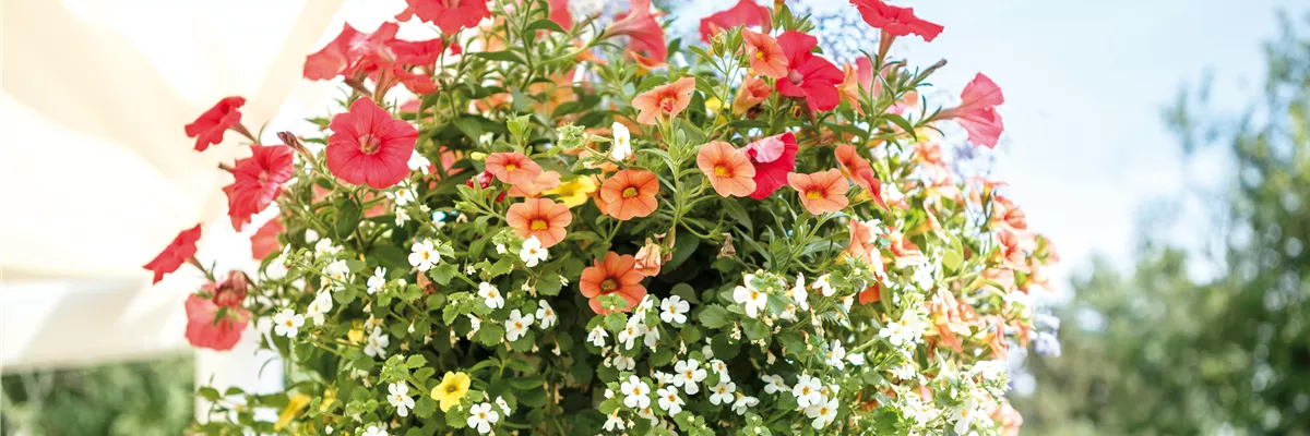 HäNGENDE GäRTEN FüR DEN BALKON