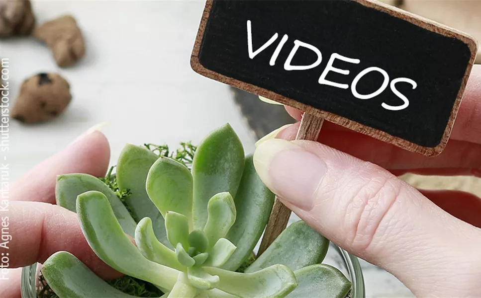 Videos - Alles rund um's Thema Pflanze Videos - Alles rund um's Thema Pflanze