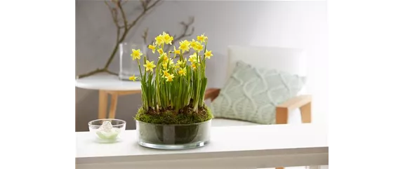 PFLANZE DES MONATS FEBRUAR: NARZISSE