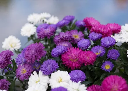 Aster