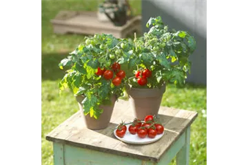 WIE GEHT... TOMATEN PFLEGEN? WIE GEHT... TOMATEN PFLEGEN?