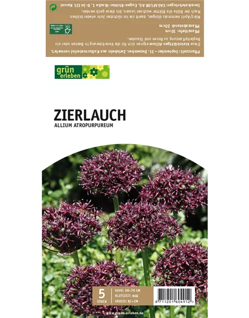 Zierlauch