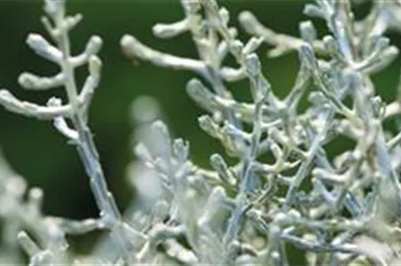 Stacheldraht Stacheldraht