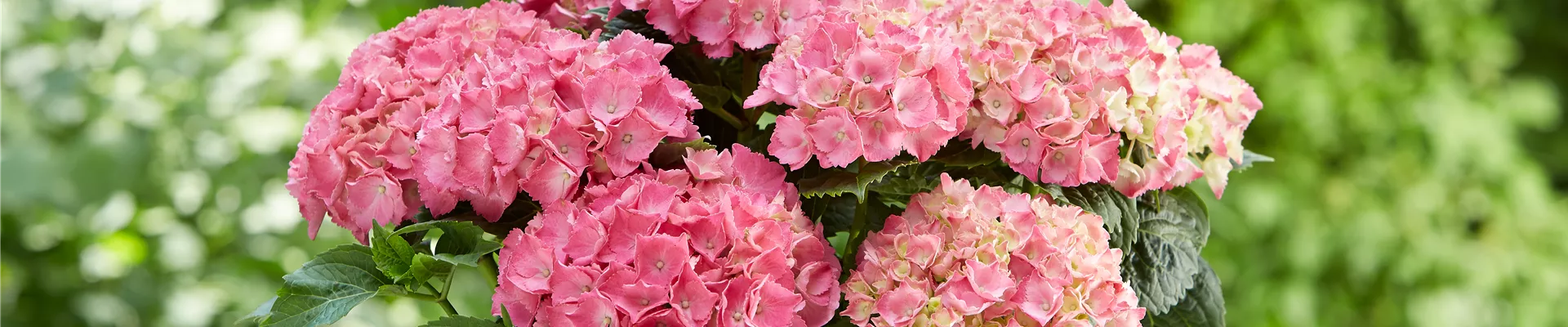 Hortensie