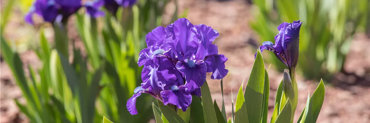 Iris barbata-nana