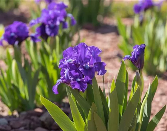IRIS - DIE PFLANZE MIT DEN VIELEN GESICHTERN
