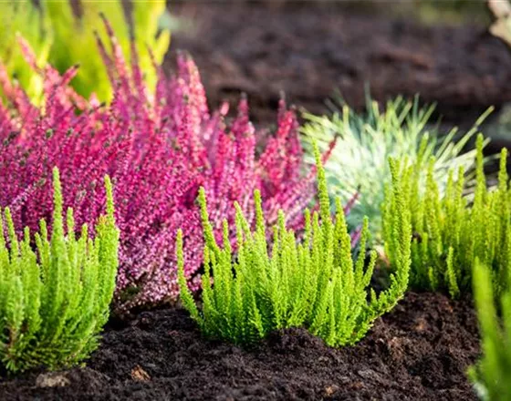 DER HEIDEGARTEN!