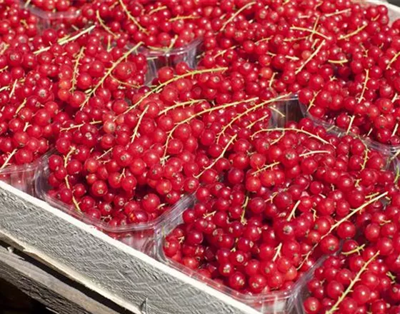 GäRTEN FüR NASCHKATZEN