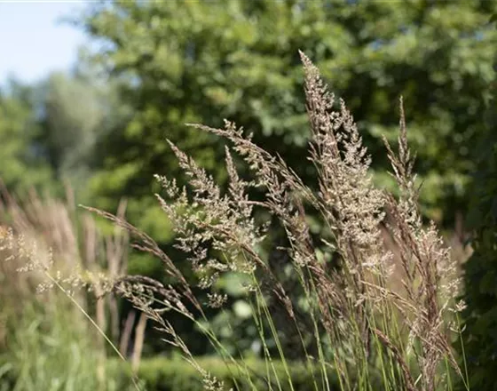 WIE GRäSER DEN GARTEN AUFWERTEN!