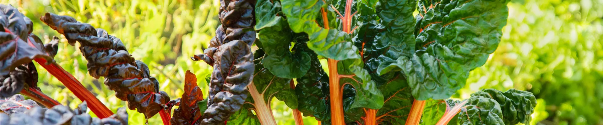 Beta vulgaris var. cicla