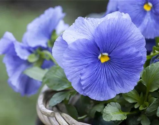 STIEFMÜTTERCHEN SIND WINTERRESISTENT