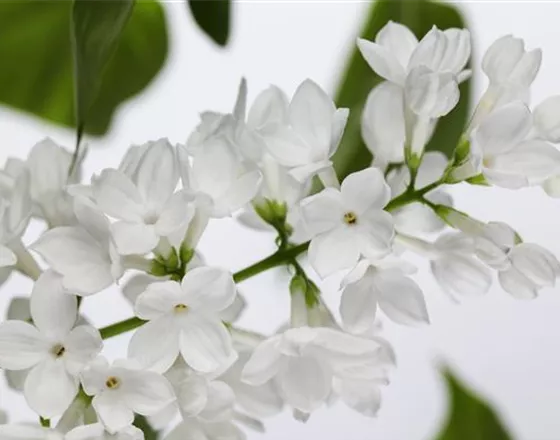 FLIEDER - EINPFLANZEN IM GARTEN