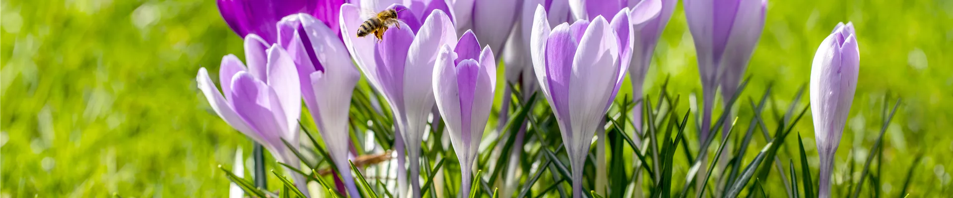 Crocus vernus