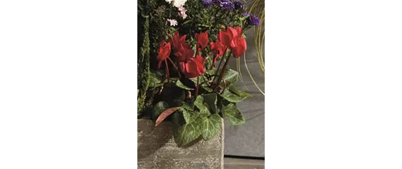 EIN KUNTERBUNTER HERBST! EIN KUNTERBUNTER HERBST!