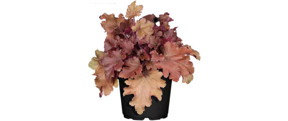 EIN KUNTERBUNTER HERBST! EIN KUNTERBUNTER HERBST!