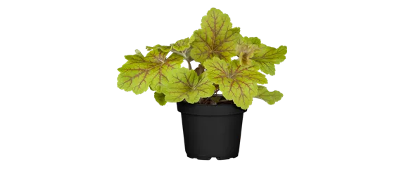 EIN KUNTERBUNTER HERBST! EIN KUNTERBUNTER HERBST!