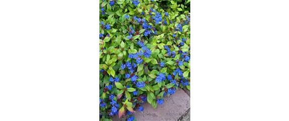 EIN KUNTERBUNTER HERBST! EIN KUNTERBUNTER HERBST!