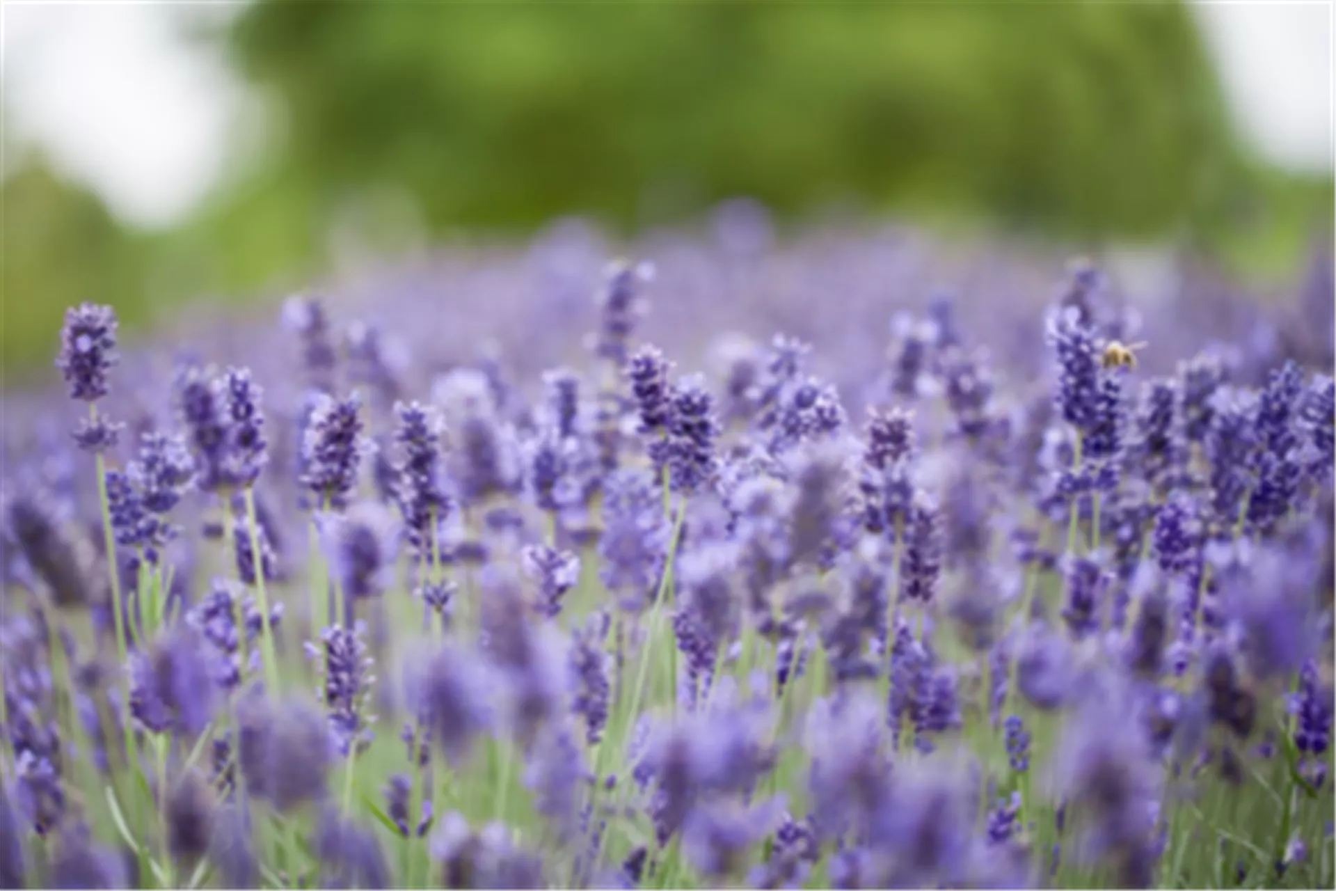 Lavendel