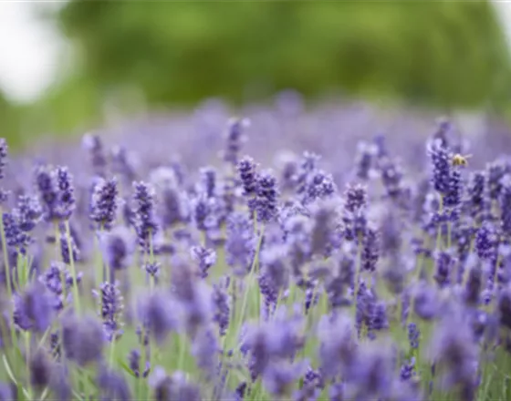 PFLANZE DES MONATS JUNI: LAVENDEL