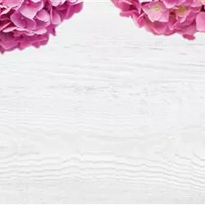 BLUMEN ZUM MUTTERTAG