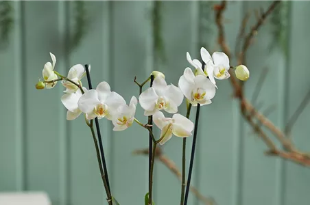MODERNE WEIHNACHTEN! 
