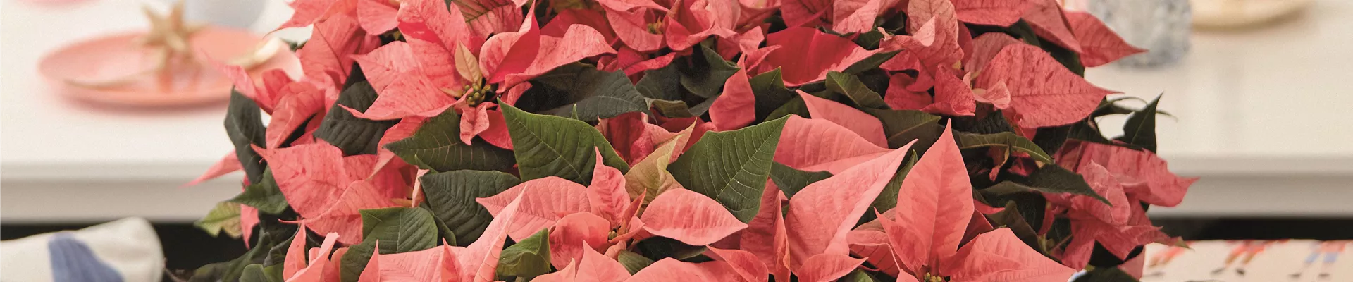 KLASSISCHE WEIHNACHTEN!