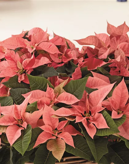 KLASSISCHE WEIHNACHTEN!