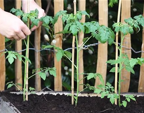 Cherrytomaten - Einpflanzen im Hochbeet
