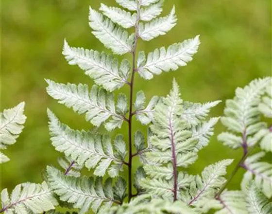PFLANZEN IM BADEZIMMER!