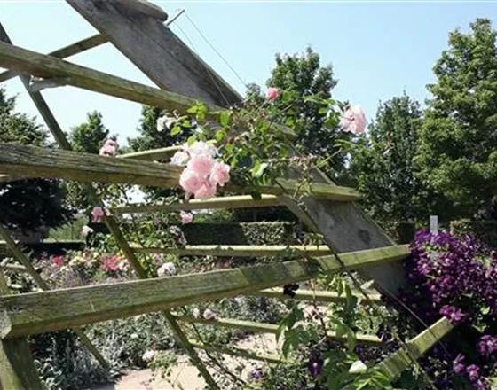 Gartengestaltung - Rosengarten