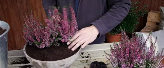 KNOSPENHEIDE - EINPFLANZEN IN EIN GEFÄSS KNOSPENHEIDE - EINPFLANZEN IN EIN GEFÄSS