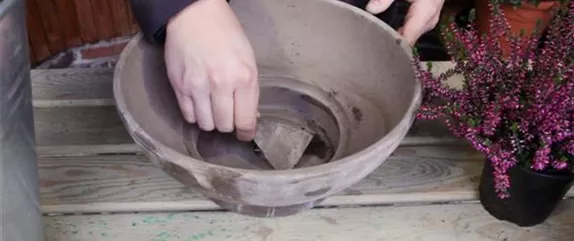 KNOSPENHEIDE - EINPFLANZEN IN EIN GEFÄSS KNOSPENHEIDE - EINPFLANZEN IN EIN GEFÄSS